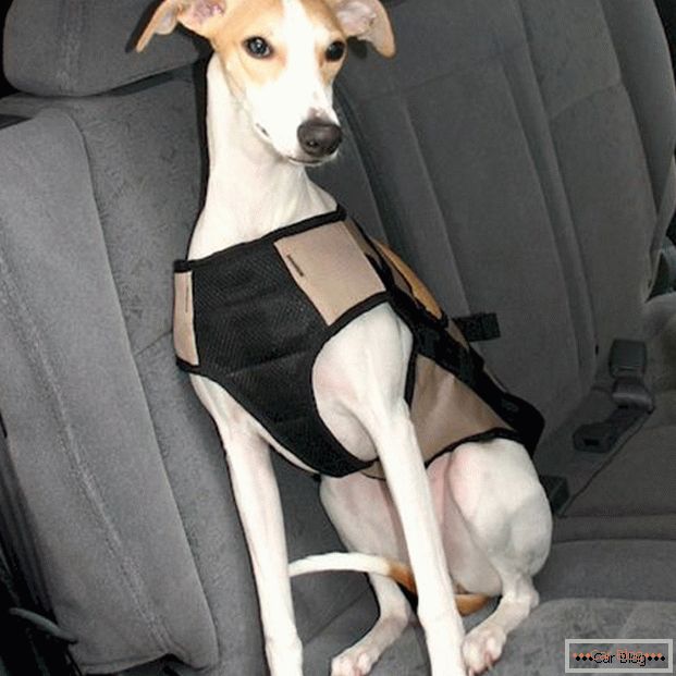 Bezpečnostný pás pre psov