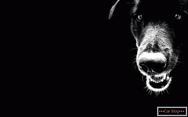 Čierny pes na ceste - zlé znamenie