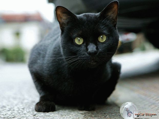Čierna mačka na ceste - k nehode